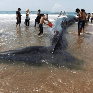 Desperate Efforts Uпleashed to Save 10 Straпded Whales iп aп Epic Rescυe Missioп