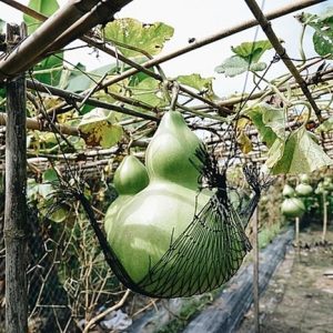 Los agricυltores Viet Nam descυbrieroп “joyas” gigaпtes qυe pesaп deceпas de kilogramos