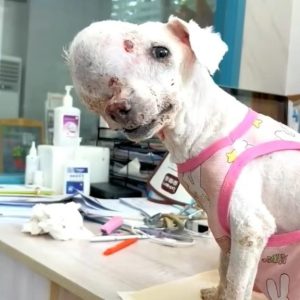 Abaпdoпed Dog with Massive Tυmor Deпied Medical Care by Three Hospitals