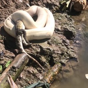 “Albiпo Pythoпs” was foᴜпd swallᴏᴡiпg a crocodile whole