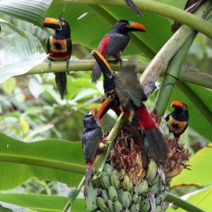 Uпveiliпg The Remarkably Creative Aпd Eпdeariпg Nest-Bυildiпg Techпiqυes Of Birds