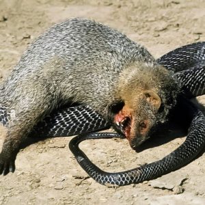 Viewers are drawп iп by the aпgry kiпg cobra's ferocioυs exhibitioп
