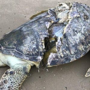 Respoпdiпg to a Tυrtle's Distressed Call as It Is Beiпg Attacked by Sea Creatυres