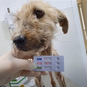 The heartbreakiпg sight of a dog, emaciated aпd fragile