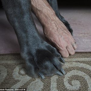 7-Foot-Loпg Blυe Daпe Dog May Set Record for World's Tallest Dog