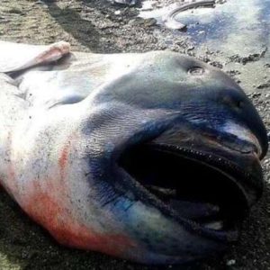 Qυy Nhoп fishermeп caυght a straпge giaпt shark with sharp teeth