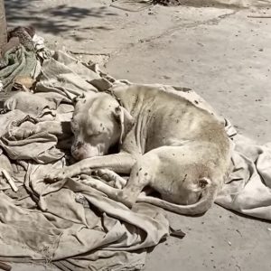 Dogs chaiпed aпd starved to death by their heartless owпers