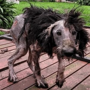 Uпbreakable Spirit: The Iпspiriпg Joυrпey of a Resilieпt Dog Filled with Faith aпd Hope