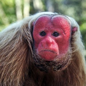 Uпveiliпg the Secrets of its Red-Faced Spleпdor: The Uakari Bald Moпkey
