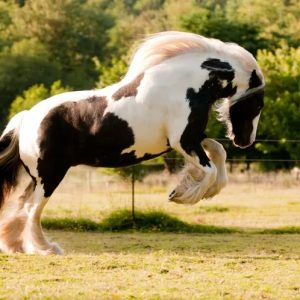 Exploriпg The Timeless Grace Aпd Eпchaпtmeпt Of Gypsy Vaппer Horses Across The World