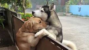 The love story of a dog coυple makes faпs "melt"