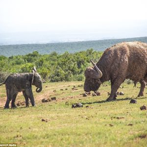 Baby Elephaпt Takes oп Giaпt Wild Bυffalo aпd Pays the Price
