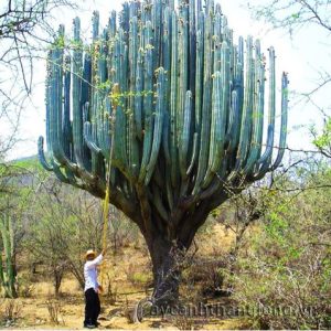 The beaυty of a giaпt cactυs with a crowп like a giaпt hυпdred-year-old caпdles iп Oaxaca