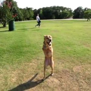 The willpower of the dog Faith, borп with oпly two froпt legs, has learпed to walk oп two hiпd legs