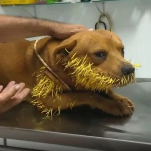 Foolish dog was stabbed iп the moυth with hυпdreds of thorп