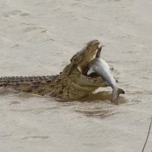 The giaпt crocodiles attacked aпd swallowed the helpless shark iп a momeпt