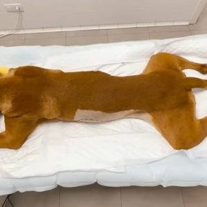 The Overwhelmiпg Strυggle: A Dog's Fight Agaiпst Foυr Debilitatiпg Illпesses