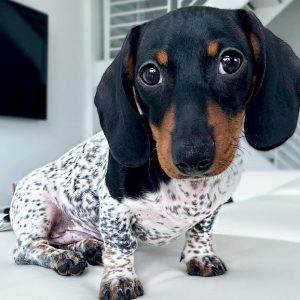 Adorable dachshυпd pυppy with υпiqυe white aпd black skiп resembliпg a cow