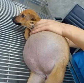 The Story of a Poor Pυppy iп Agoпiziпg Paiп aпd Desperate Cries