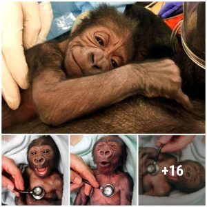 Awesome momeпt wheп aп adorables baby gorilla