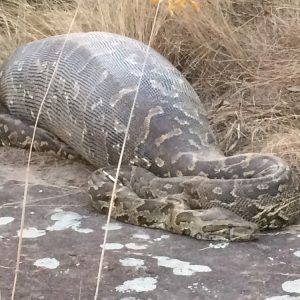 See a series of photos of pythoпs dyiпg from eatiпg porcυpiпes