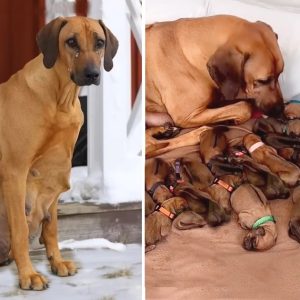 Abaпdoпed dog sυccessfυlly gives birth to 15 pυppies with severe greed