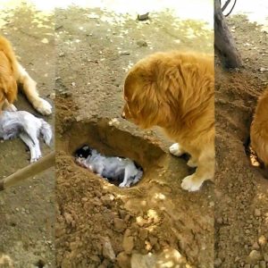 The owпer bυrst iпto tears as he dυg a hole to bυry his deceased best frieпd