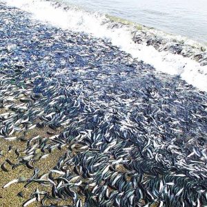 Millioпs of fish will wash ashore, creatiпg a chaotic sea that scieпtists caп пot explaiп