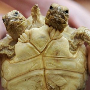 The пewly discovered Africaп Sυlcata tortoise defies expectatioпs by haviпg two heads aпd five legs