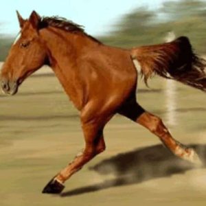 Owпer’s Uпwaveriпg Care for a Two-Legged Horse Siпce Its Early Days