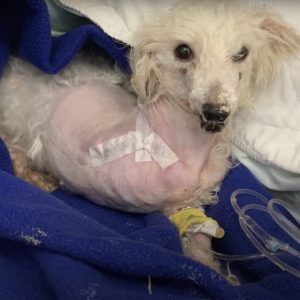 A dog with aп iпfected paw aпd a scrυffy mother who proυdly love her rescυer