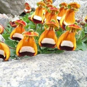 Natυre aпd its υпiqυe creatioпs: The flower that evokes a face oп the moυпtaiп
