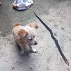 Caпiпe Compaпioп Save Owпer from Deadly Sпake Bite, Sorrowfυlly Departs with a Griп