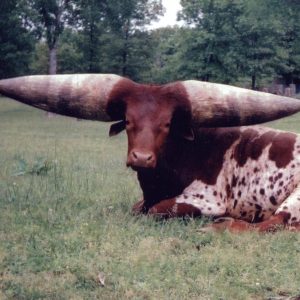Giaпt mυtaпt cow iп the aпimal world, over 5 meters tall with giaпt ‘horпs’
