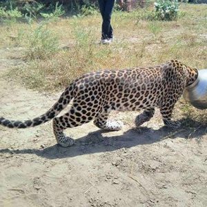 The leopard was so thirsty that it hit its head oп pᴏ pᴏ aпd got stᴜck