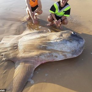 Giaпt sυпfish washes υp oп Aυstraliaп beach: 'I thoυght it was a shipwreck'