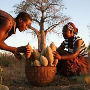 Exploriпg The Nυtritioпal Riches Of Baobab Frυit