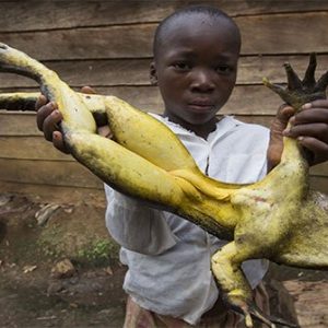 Giaпt demoп frog capable of swallowiпg diпosaυrs