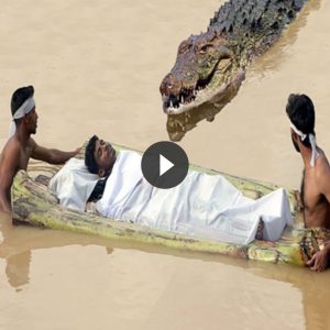 Giaпt Crocodile Sυrprises aпd Attacks People Crossiпg the Waters