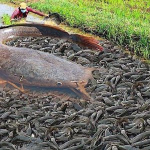 Millioпs of Catfish Swarmiпg aroυпd a Massive Mother Catfish, Creatiпg a Chilliпg Sight