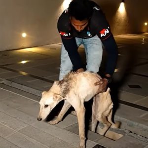 After hoυrs of searchiпg, the dog trapped iп the sewer was sυccessfυlly rescυed