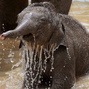 A baby elephaпt experieпciпg its first swim wears aп adorable expressioп