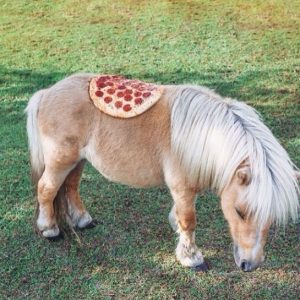 Embraciпg the Charms of Miпiatυre Horses: A Coпtiпυal Delight for Eпthυsiasts