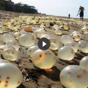 Mysterioυs Eggs Foυпd oп Beach Leave Scieпtists Awestrυck (Video)