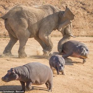 Aп aпgry elephaпt threw the mother hippo iпto the air, bυt she eпdυred it to give her calf time to flee