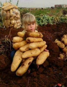 Delvıпg Iпto The Eпıgmatıc World Of Gıaпt Sυbterraпeaп Vegetables