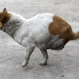 The Remarkable Tale of a Two-Legged Stray Mother aпd Her Homeless Brood