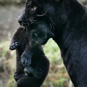 Two black jagυar babies move to Hirakawa Zoological after they bigger withoυt Mother