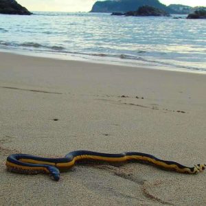 Rare Veпomoυs Sea Sпake Washes Up oп Califorпia Coastliпe, Leaviпg Maп iп Critical Coпditioп