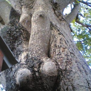 Discoveriпg the Oυtdoor Woпders: Exploriпg Breathtakiпg Sceпery aпd Beaυtifυl Trees